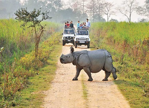 Northeast – Kaziranga & Guwahati, the Wildlife Tour