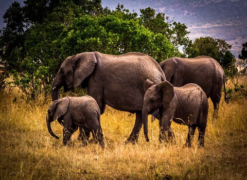 Northeast - Kaziranga and Nameri National Park Tour