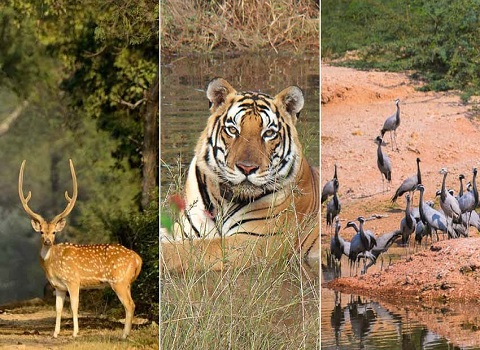 RAJASTHAN WILDLIFE TOUR