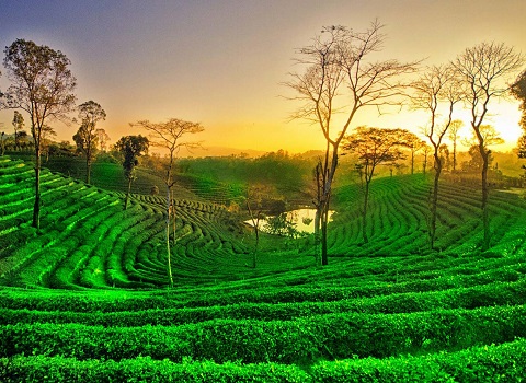 Tea Tour in Assam