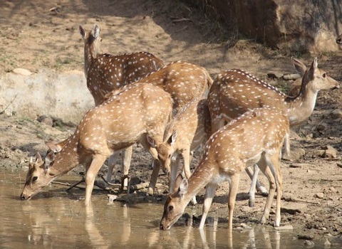 Rajasthan Heritage Tour